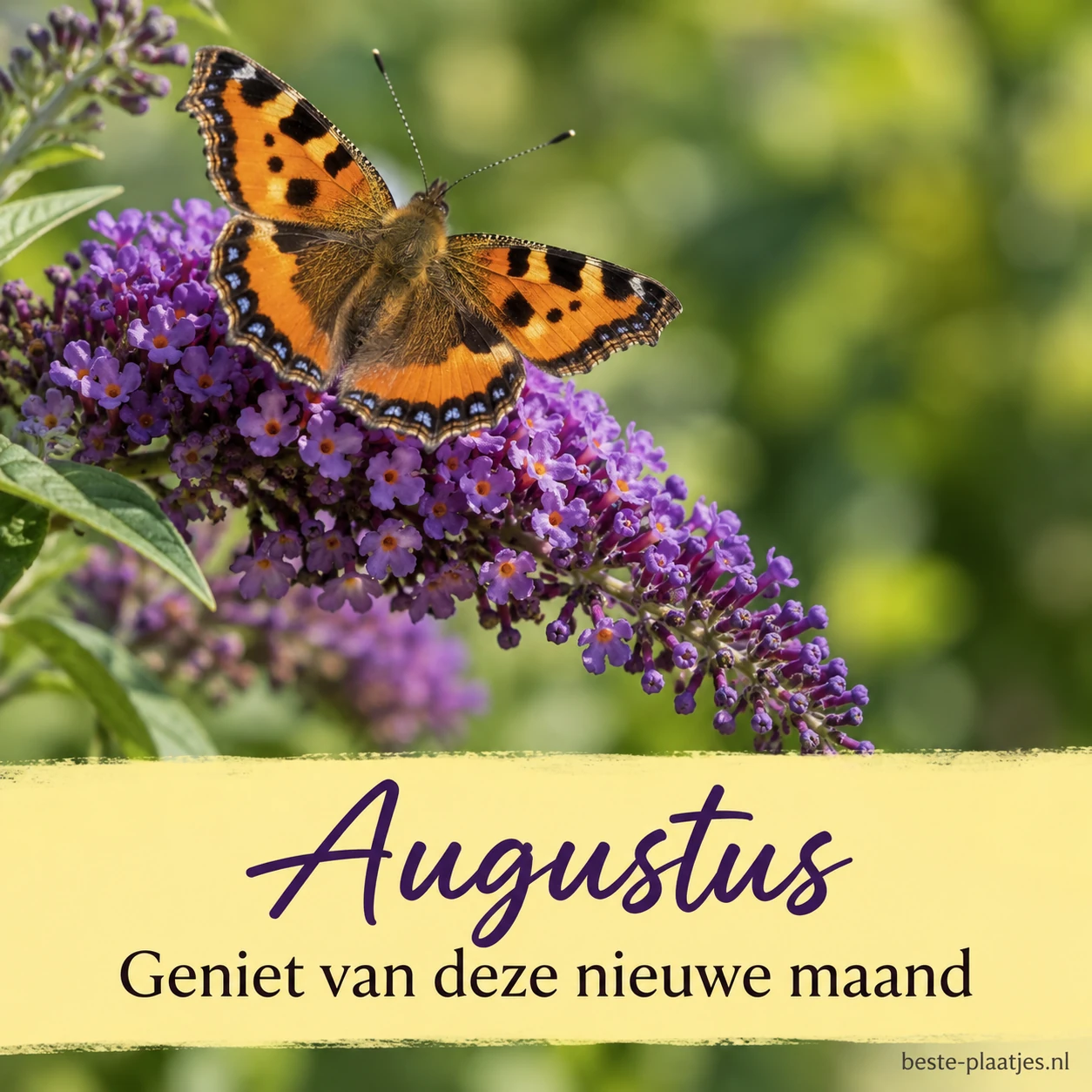 Een oranje vlinder zit op paarse vlinderstruikbloemen.