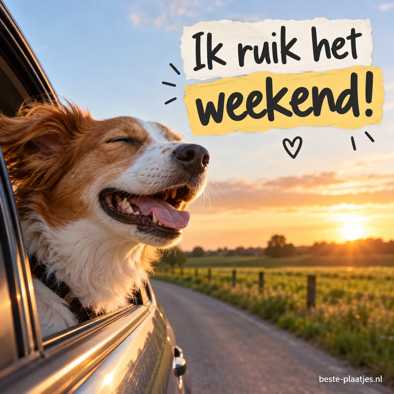 Een hond steekt zijn kop uit een autoraam bij zonsondergang.