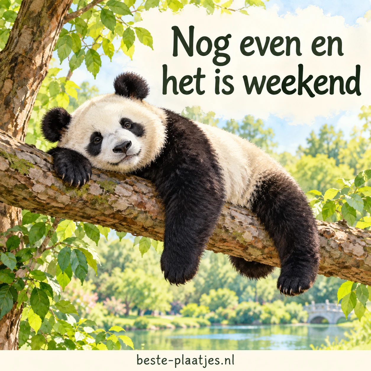 Een panda hangt ontspannen in een boom tussen groene bladeren.