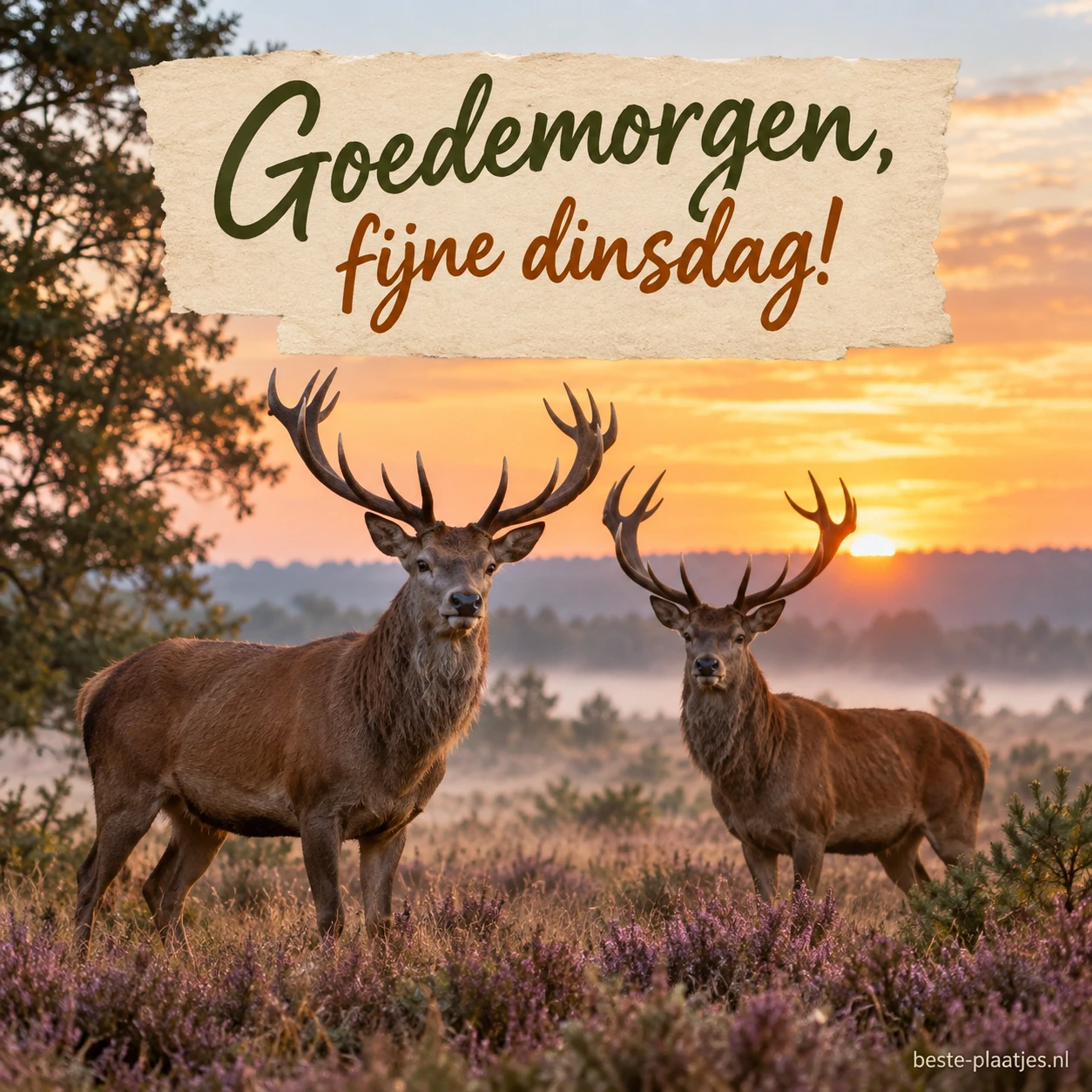 Twee herten met grote geweien staan in een veld.