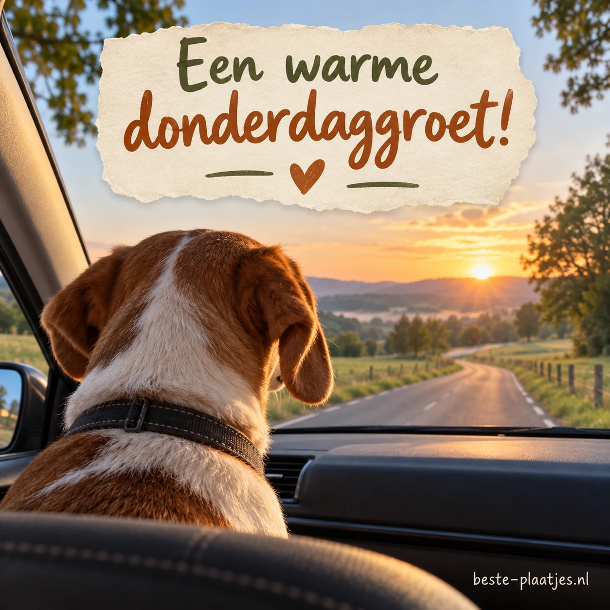 Hond kijkt vanuit de auto naar voren.