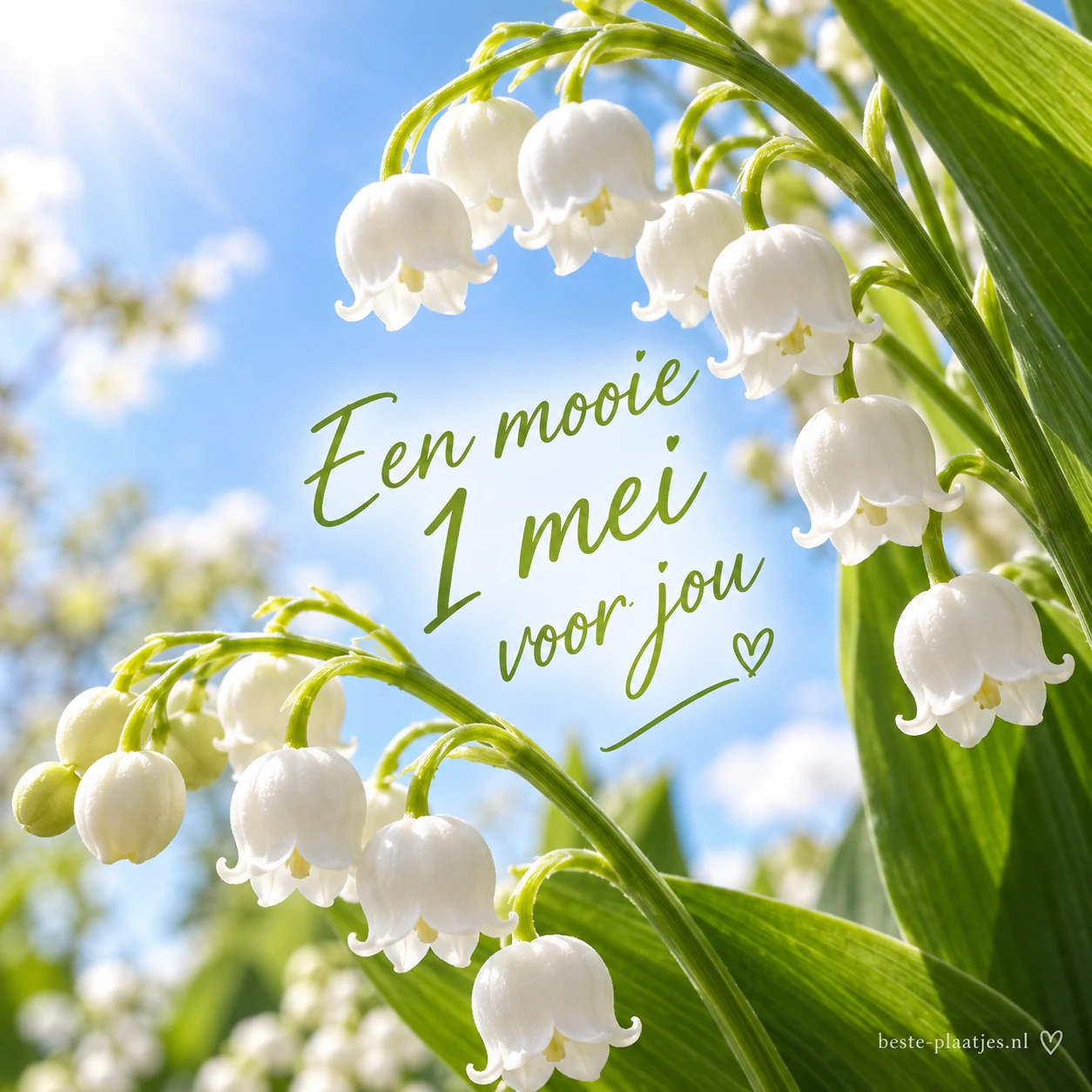 Witte meiklokjes hangen tegen een zonnige blauwe lucht.