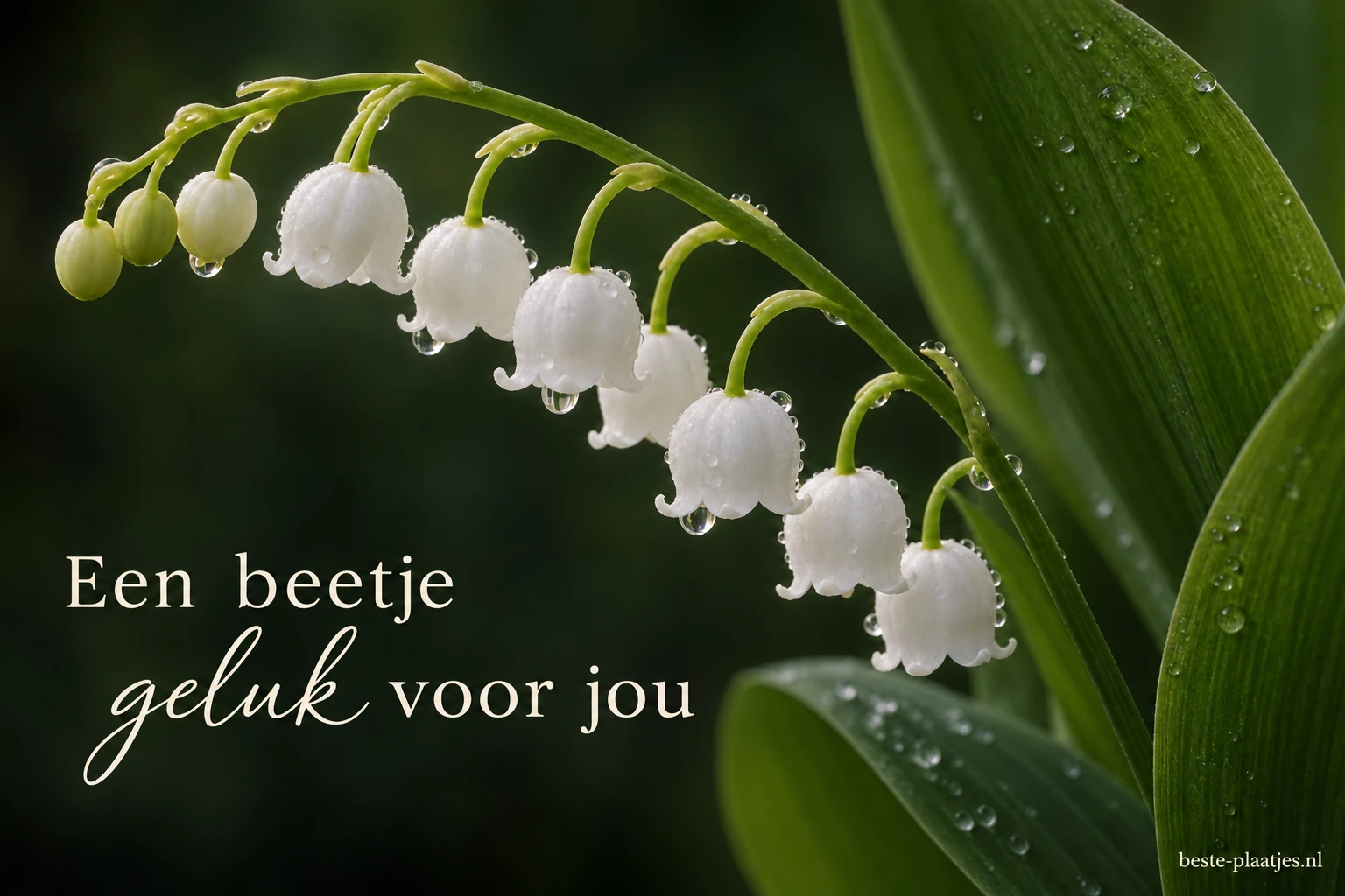 Bedauwde witte meiklokjes hangen tegen donkergroene bladeren.
