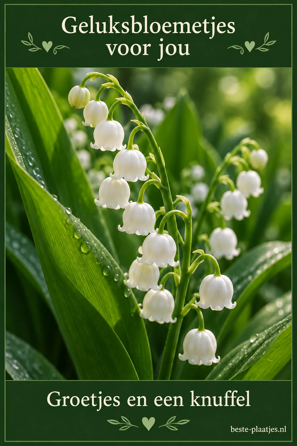 Een donkergroene kaart omlijst een close-up van witte meiklokjes met dauw.