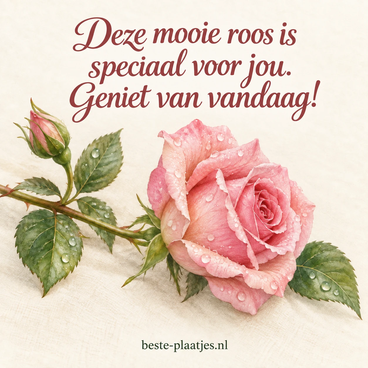 Een roze roos met dauwdruppels op een zachte crèmekleurige achtergrond.