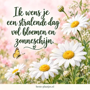 Witte margrieten met gele hartjes tegen een zachtroze achtergrond.