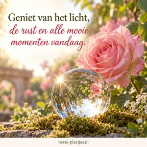 Een roze roos en een glazen bol vangen de ochtendzon.