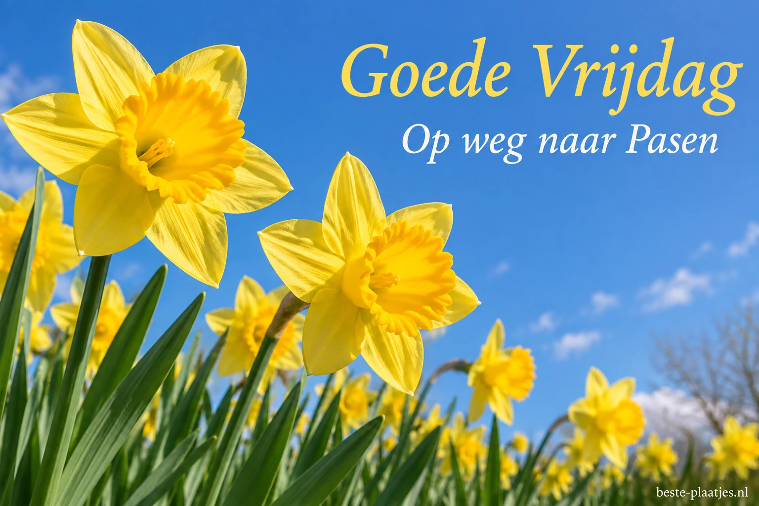 Gele narcissen steken af tegen een heldere blauwe voorjaarslucht.