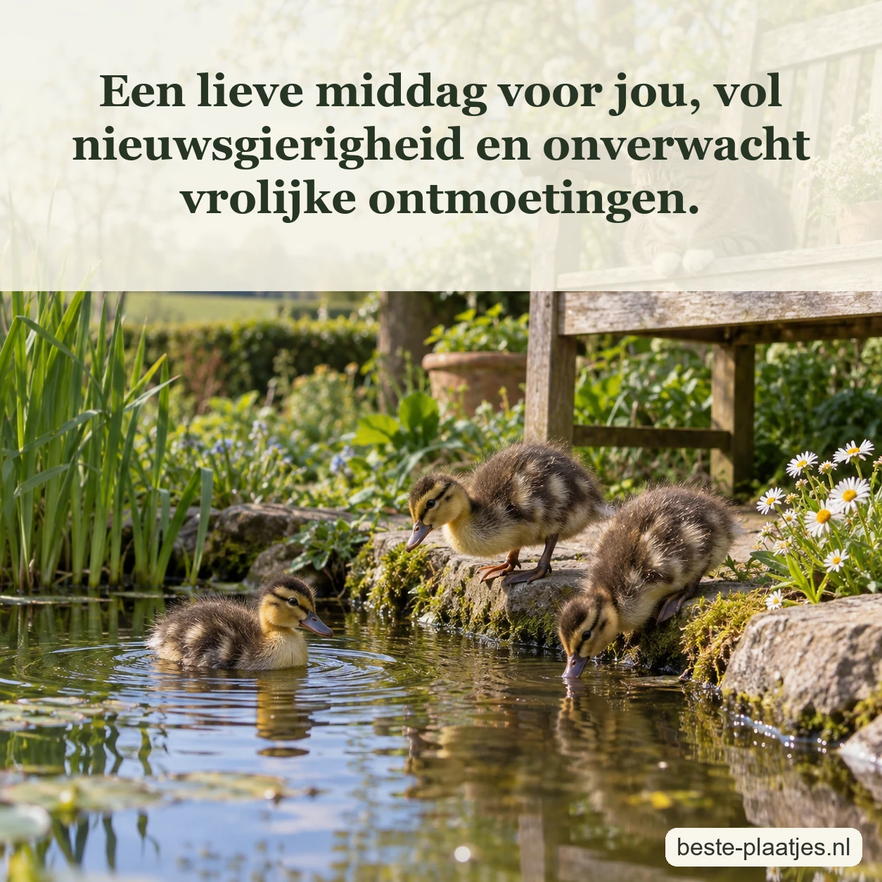 Drie jonge eendjes verkennen samen de oever van een zonnige vijver.
