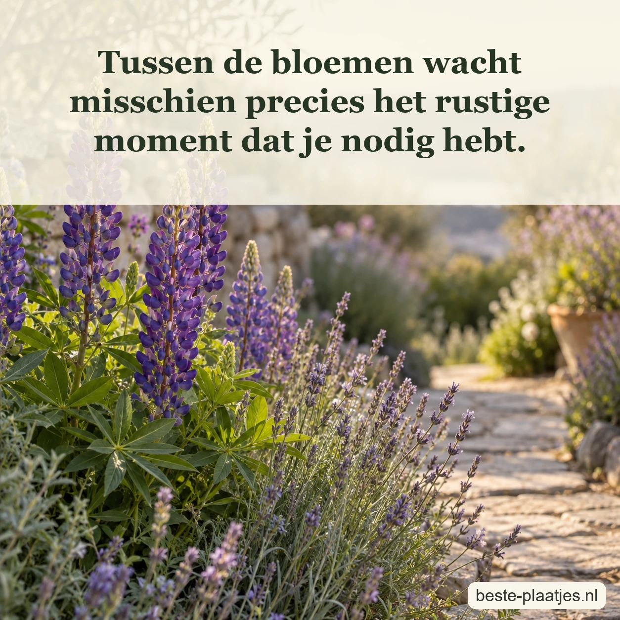Paarse lupinen groeien langs een stenen pad in zacht namiddaglicht.