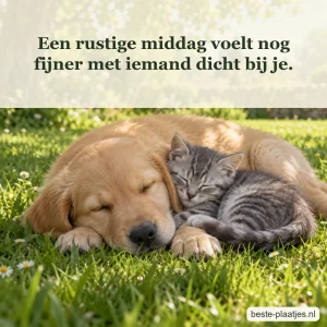 Een grijs katje ligt tegen een slapende goudkleurige labradorpup in het gras.