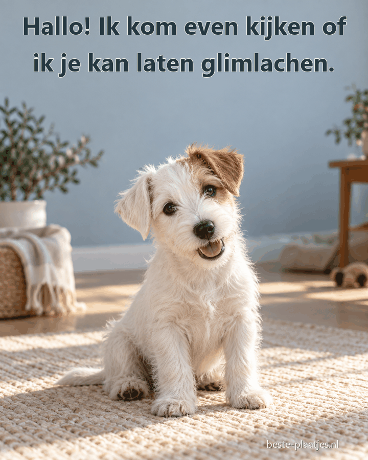 Een wit hondje met een bruin oor zit vrolijk op een kleed in het zonlicht.