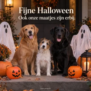 Honden naast spookdecoraties en pompoenmandjes maken Halloween gezellig.