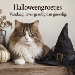 Een serieus kijkende kat naast een heksenhoed brengt een grappige Halloweengroet.