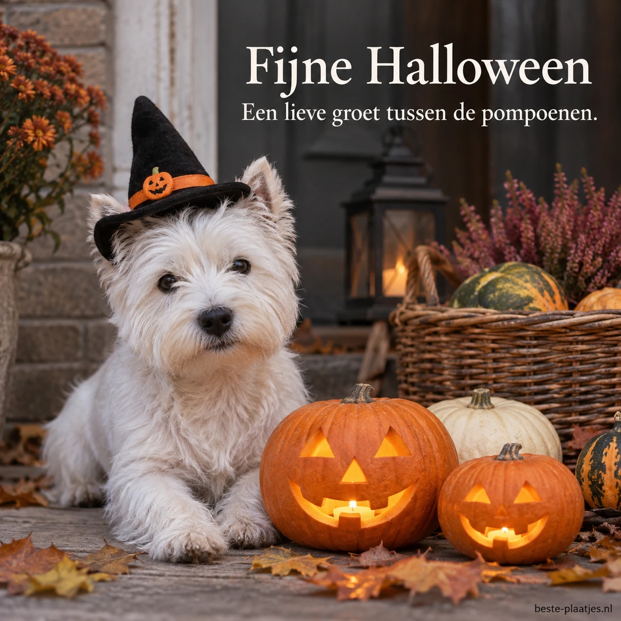 Een witte puppy bij een mand en pompoenen brengt een vriendelijke Halloweengroet.