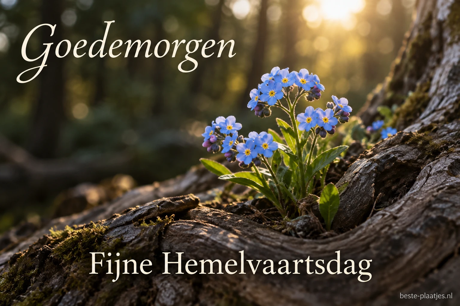 Blauwe vergeet-mij-nietjes groeien op oude boomwortels in warm ochtendlicht.