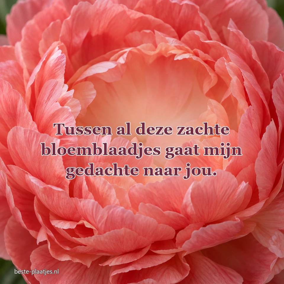 Zachte koraalroze pioenblaadjes omlijsten een gedachte voor iemand dierbaar.