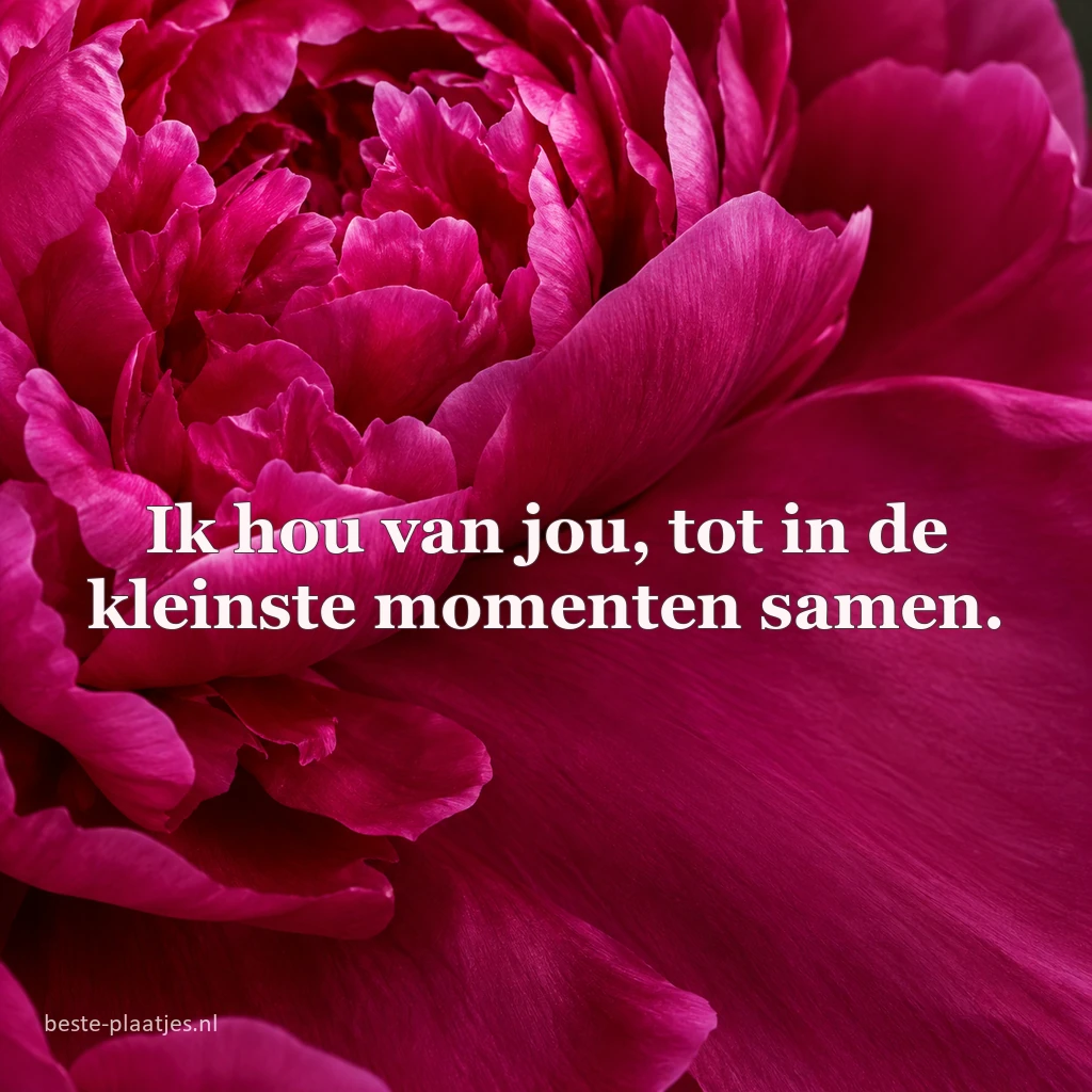 Een fluweelachtige magenta pioenroos vult het hele beeld.