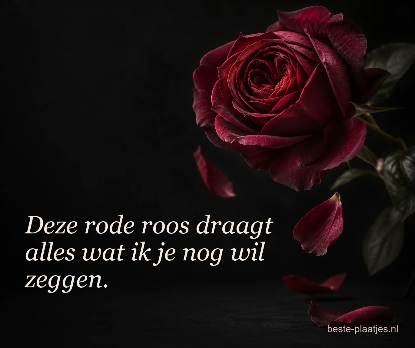Een donkerrode roos ligt tegen een bijna zwarte achtergrond met losse blaadjes.