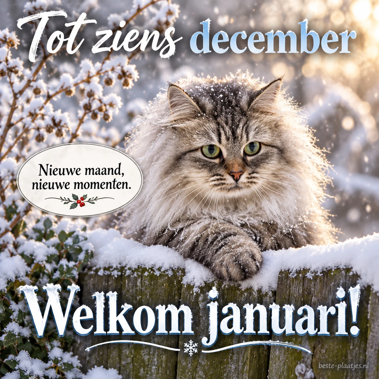Een kat op een besneeuwde tuinrand brengt een groet voor een nieuwe maand.