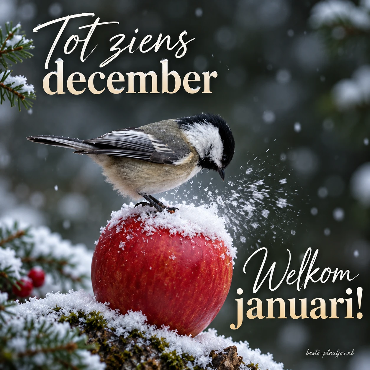 Een mees op een besneeuwde rode appel verwelkomt januari.