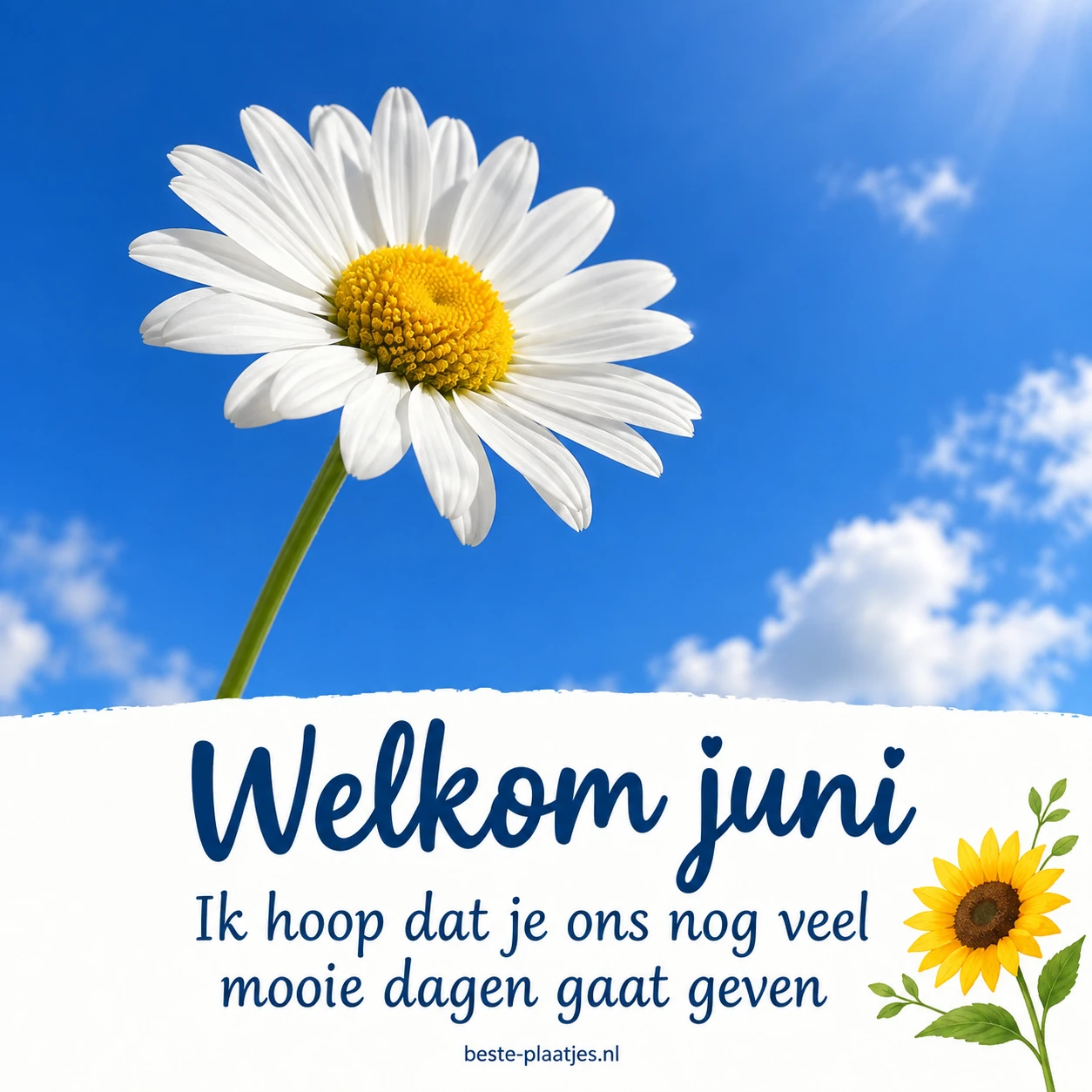 Een witte margriet staat tegen een heldere blauwe lucht boven een witte tekststrook.