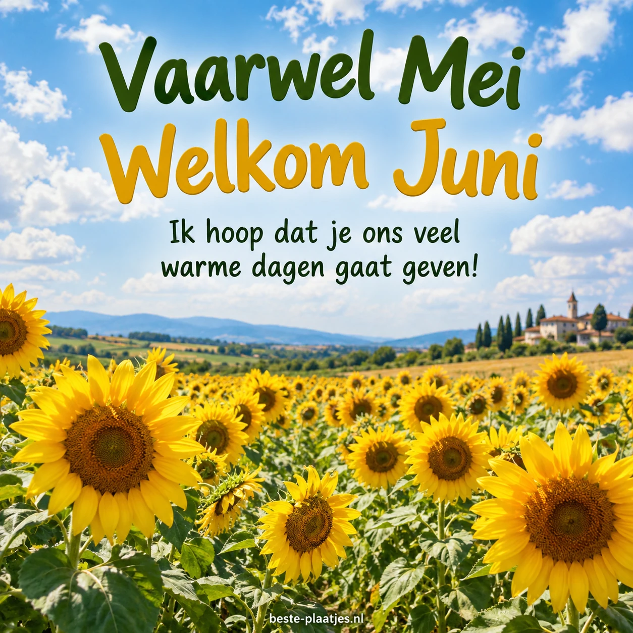 Zonnebloemen bloeien in een uitgestrekt veld onder een blauwe lucht.