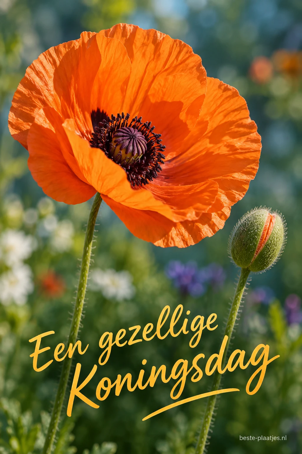 Een grote oranje klaproos bloeit naast een nog gesloten knop.