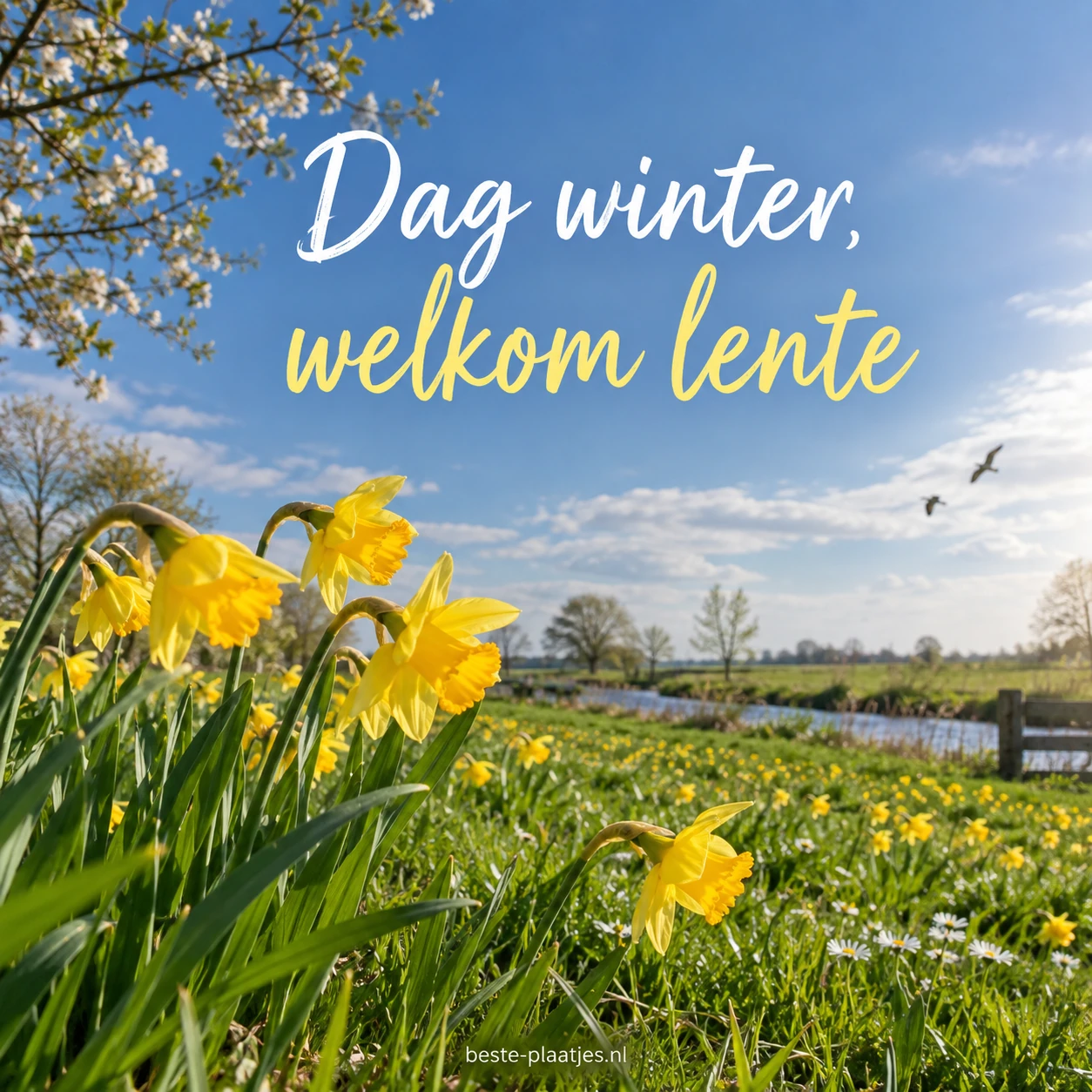 Gele narcissen bewegen boven een weide onder een opklarende voorjaarslucht.
