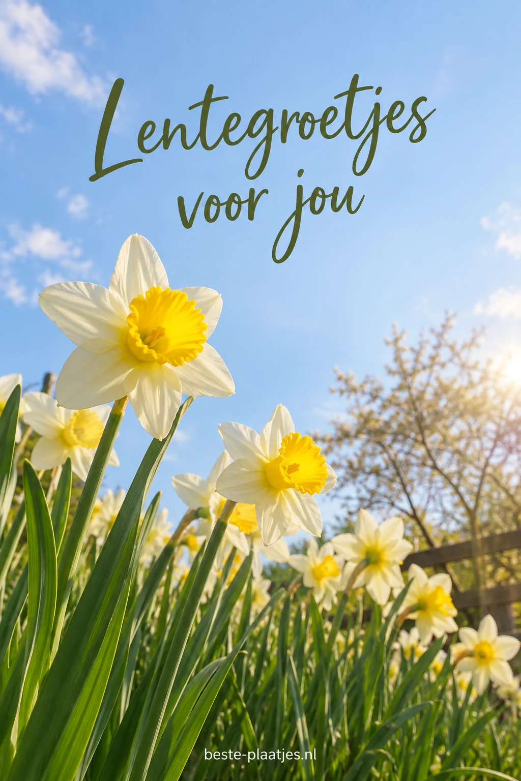 Witte en gele narcissen steken af tegen een heldere blauwe voorjaarslucht.
