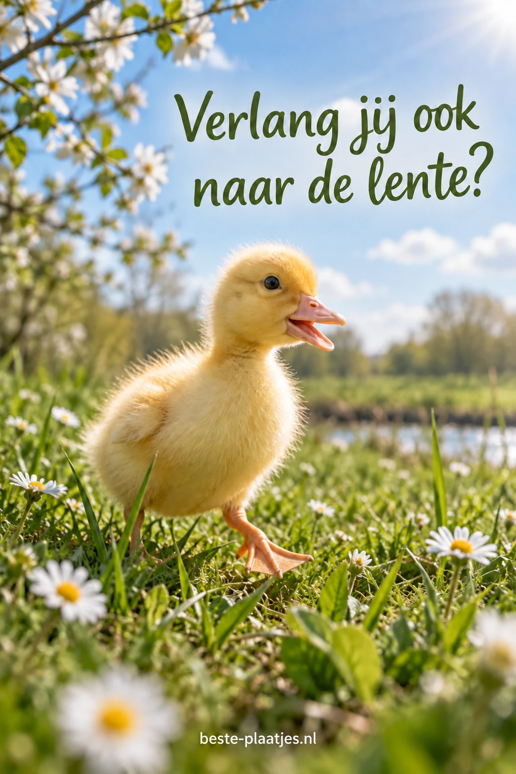 Een geel eendje wandelt door fris gras met kleine witte bloemen.
