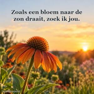 Een roestkleurige zonnehoed bloeit in avondlicht.