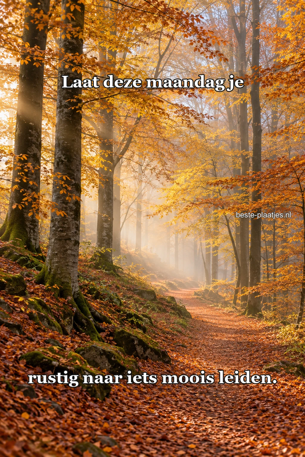 Een smal bospad slingert tussen goudkleurige herfstbomen.