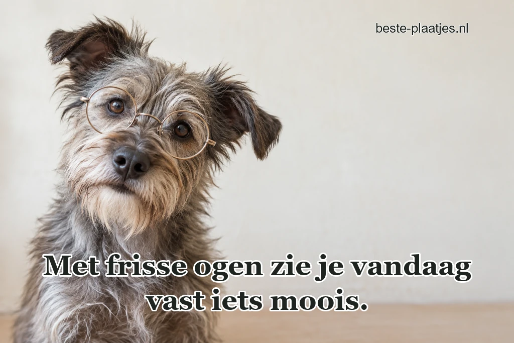 Een ruwharige hond met ronde bril zit tegen lichtgrijs. Een ruwharige hond met ronde bril zit tegen lichtgrijs.