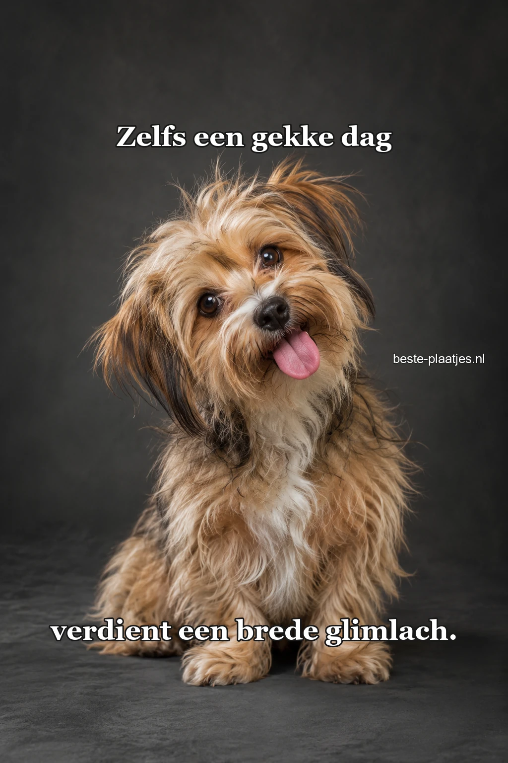 Een ruige kleine hond kijkt scheef met open bek. Een ruige kleine hond kijkt scheef met open bek.