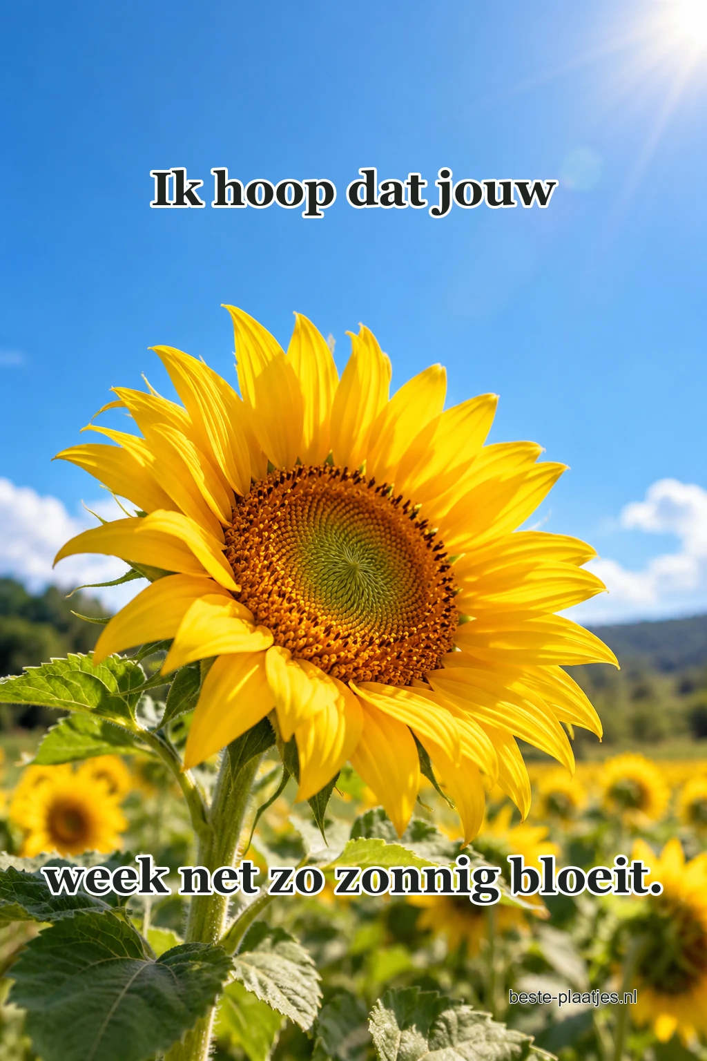Een zonnebloem opent zich tegen een blauwe zomerlucht. Een zonnebloem opent zich tegen een blauwe zomerlucht.