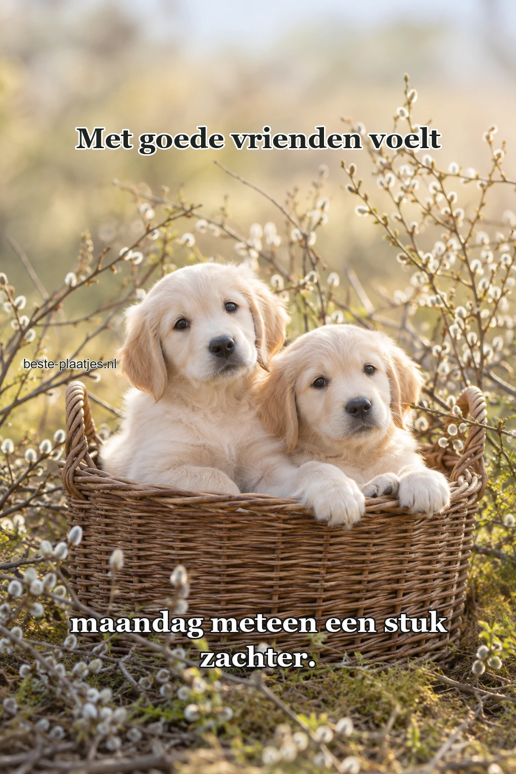 Twee jonge honden zitten samen in een rieten mand. Twee jonge honden zitten samen in een rieten mand.