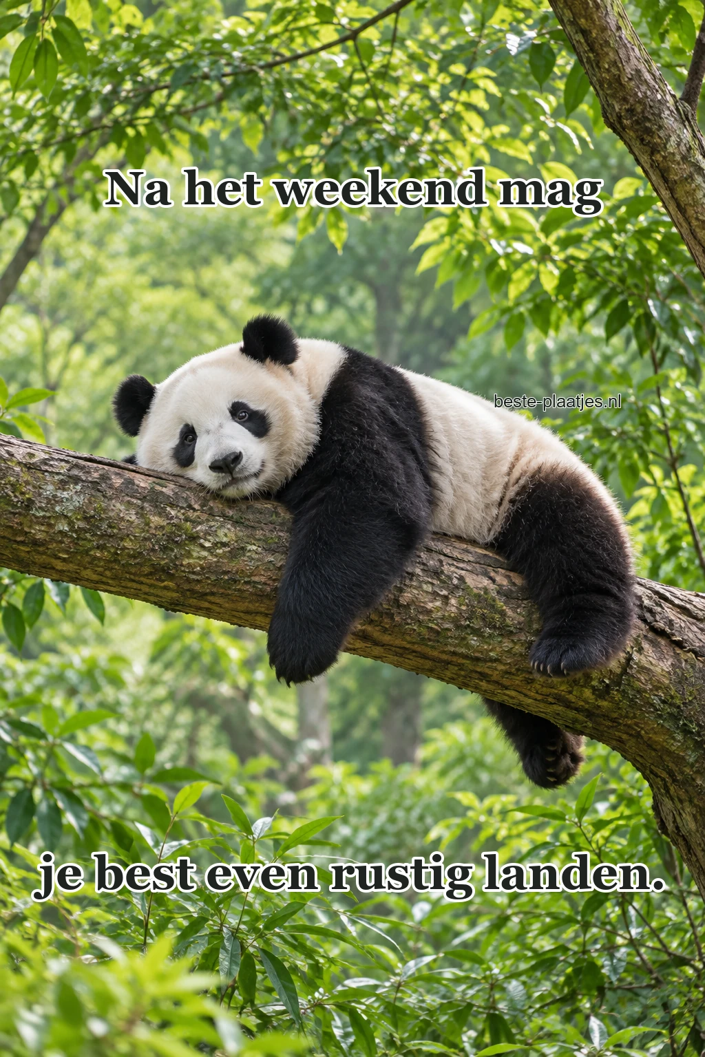 Een panda rust op een brede boomtak in het groen. Een panda rust op een brede boomtak in het groen.
