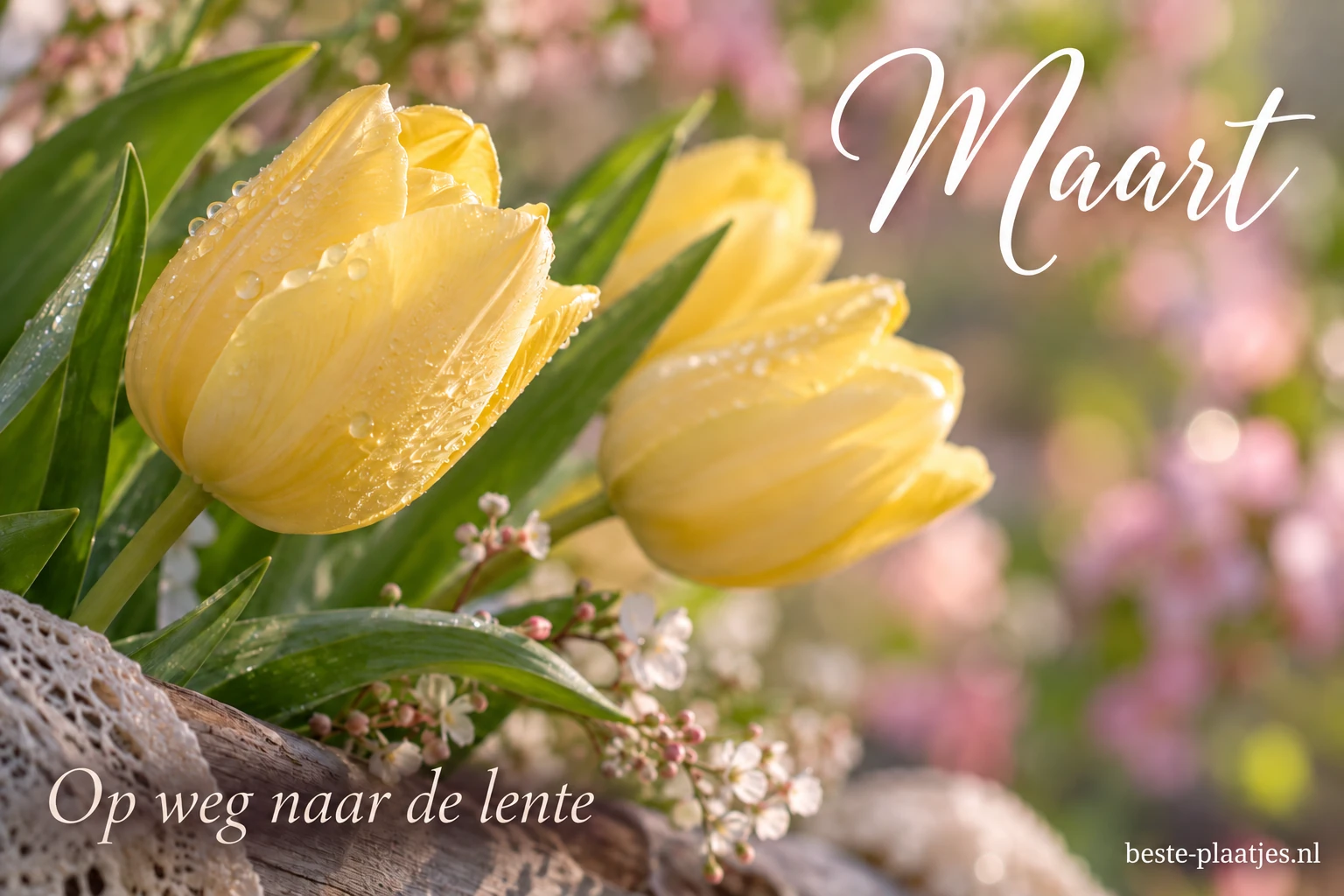 Gele tulpen buigen zacht voor een lichte achtergrond.