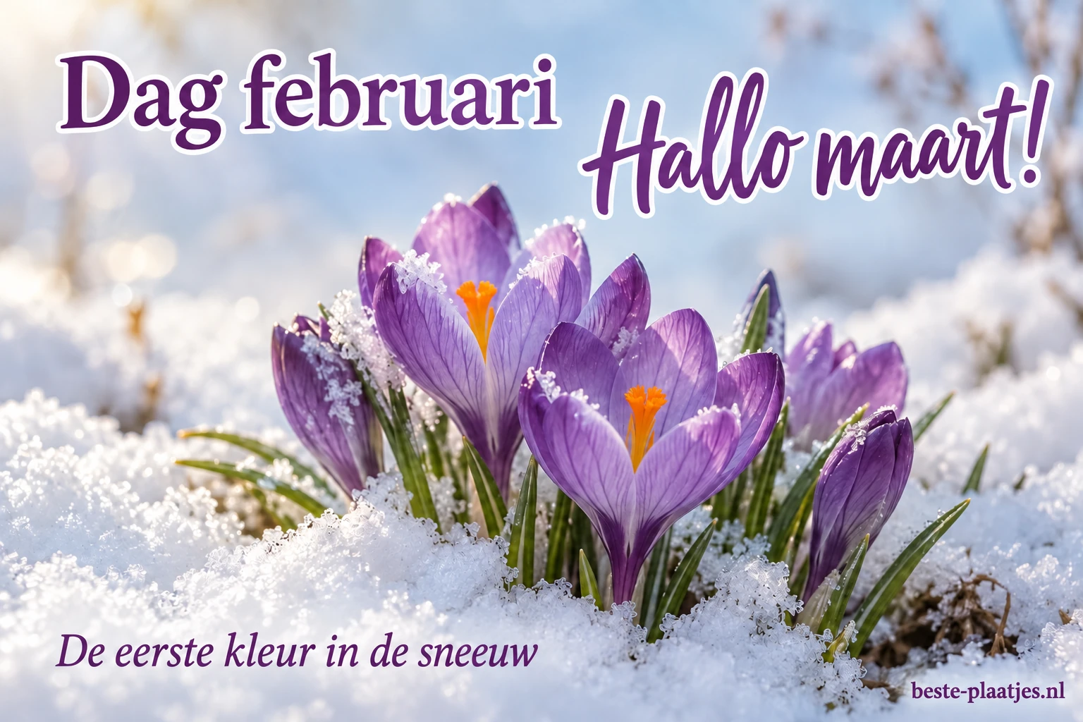 Paarse krokussen komen boven een dun laagje sneeuw uit.