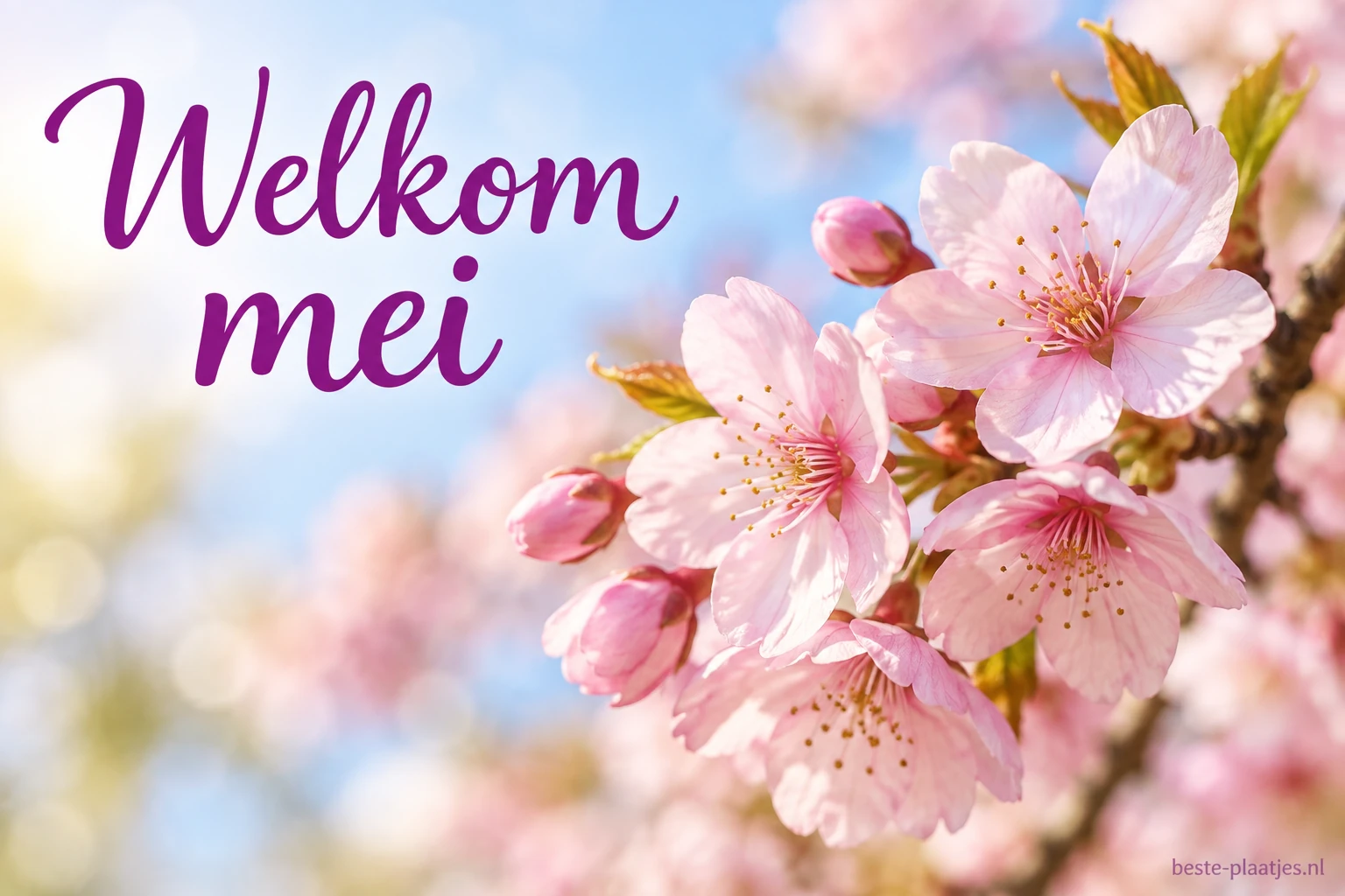 Roze kersenbloesem steekt af tegen een lichte blauwe voorjaarslucht.
