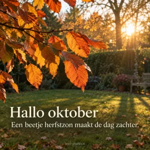 Zonlicht schijnt door oranje herfstbladeren bij deze groet voor oktober.