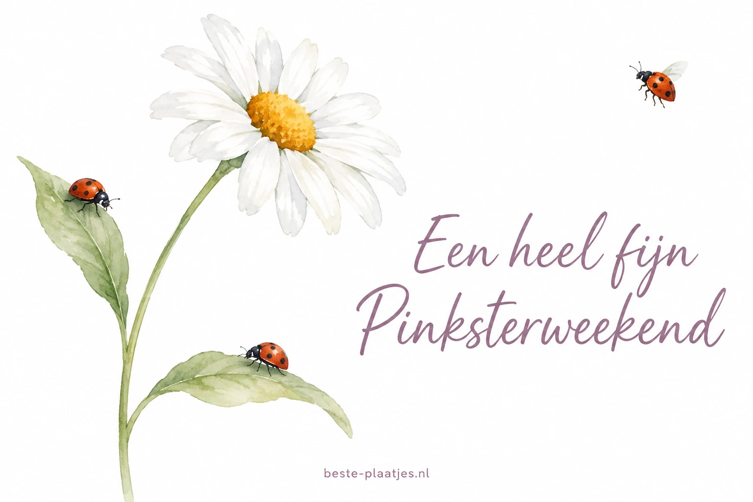 Een getekende margriet en drie lieveheersbeestjes staan op wit papier.