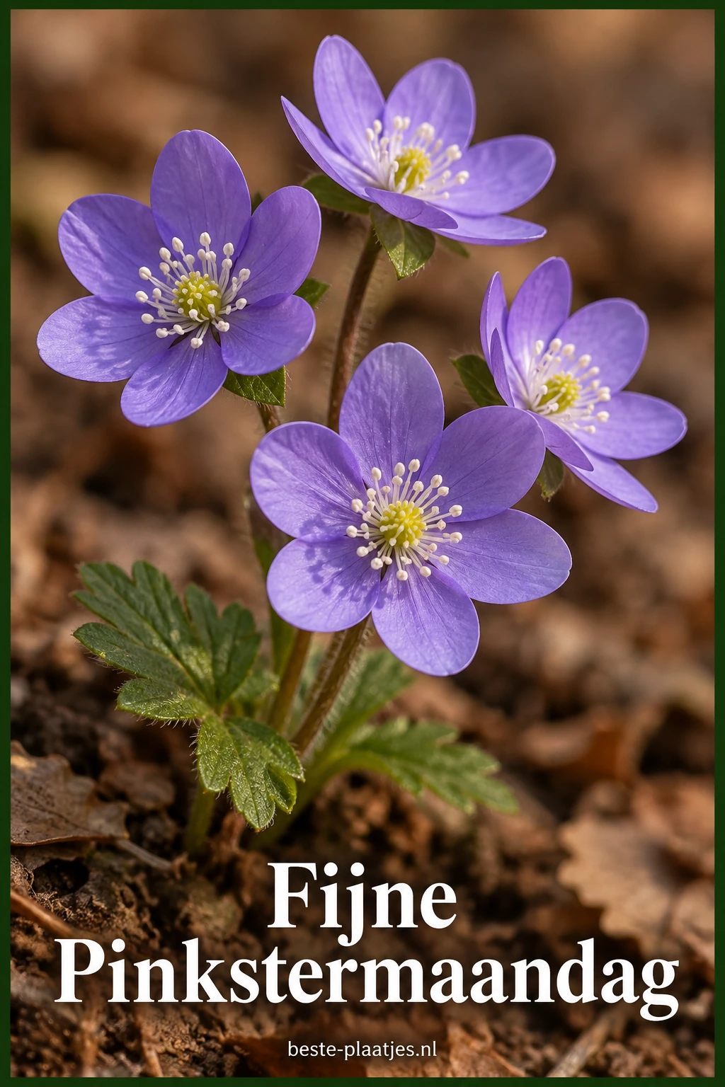 Vier paarse voorjaarsbloemen bloeien boven de bosgrond.