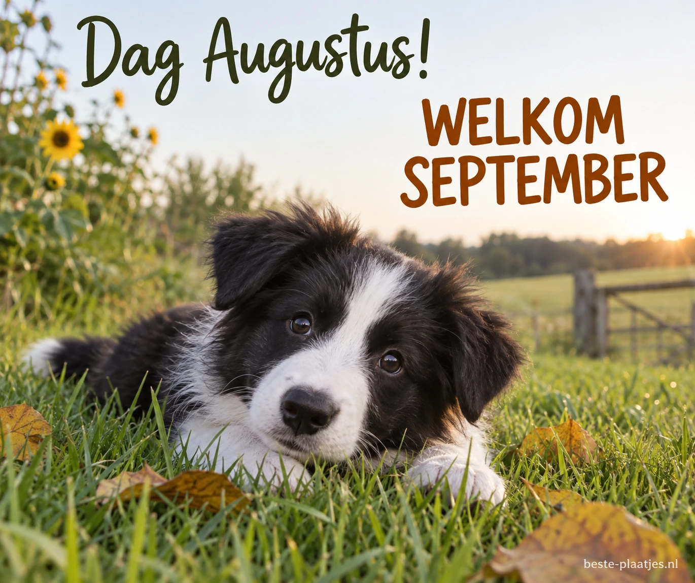 Een zwart-witte jonge hond ligt in groen gras.
