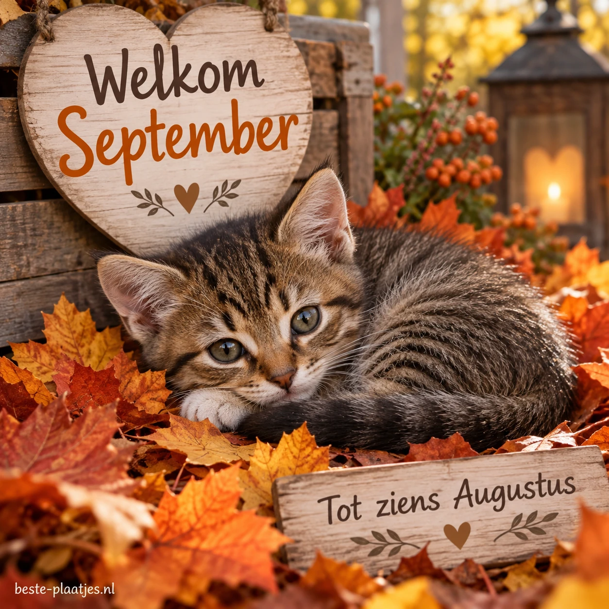 Een jonge gestreepte kat ligt tussen oranje herfstbladeren.