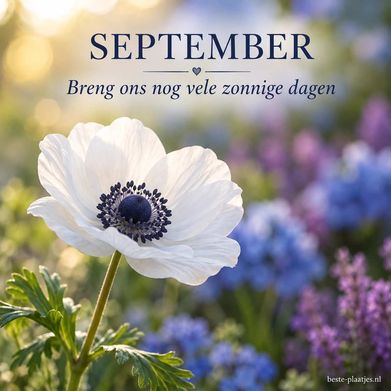 Een witte anemoon bloeit tegen een blauwe en paarse tuinachtergrond.