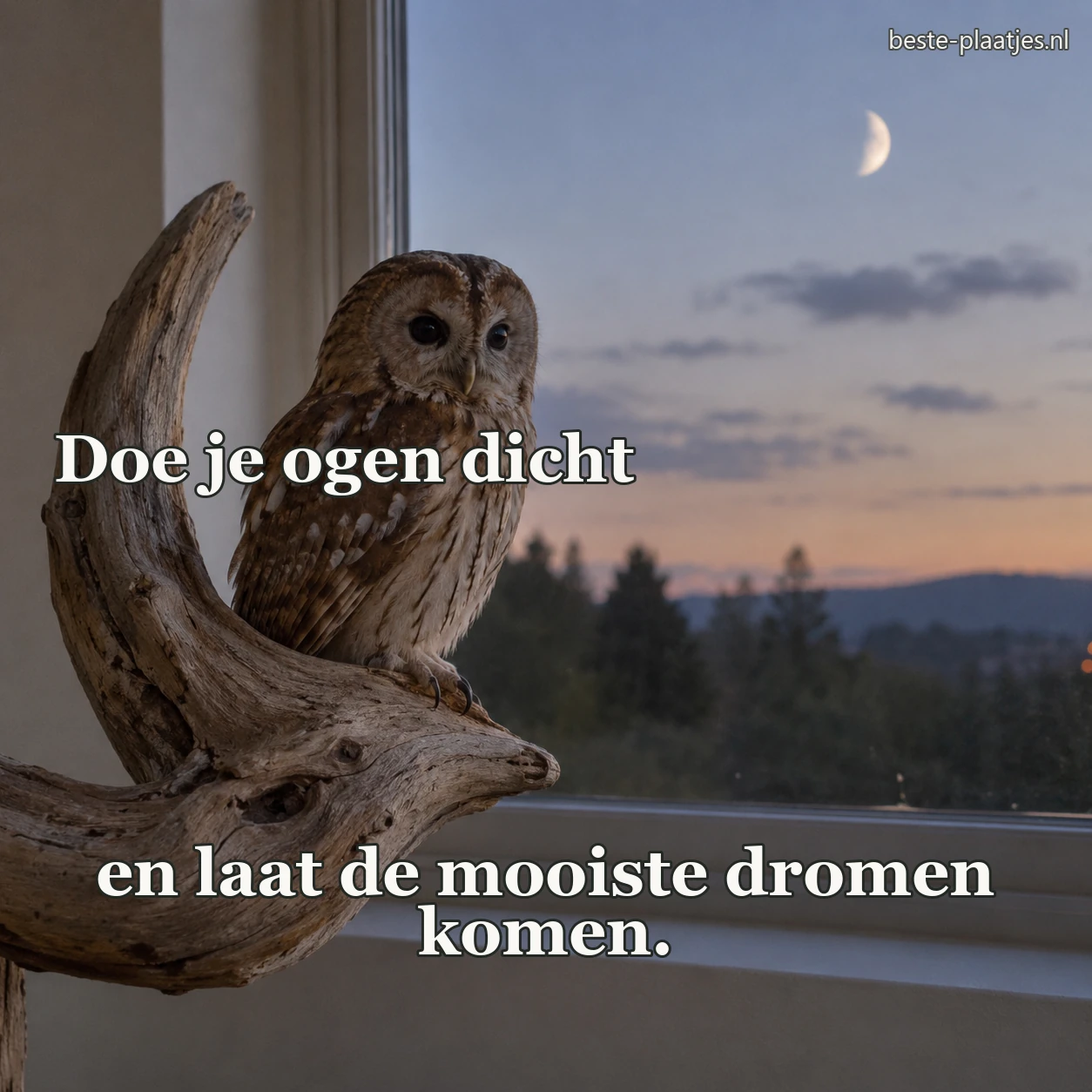 Een kleine uil zit op drijfhout voor een avondraam.