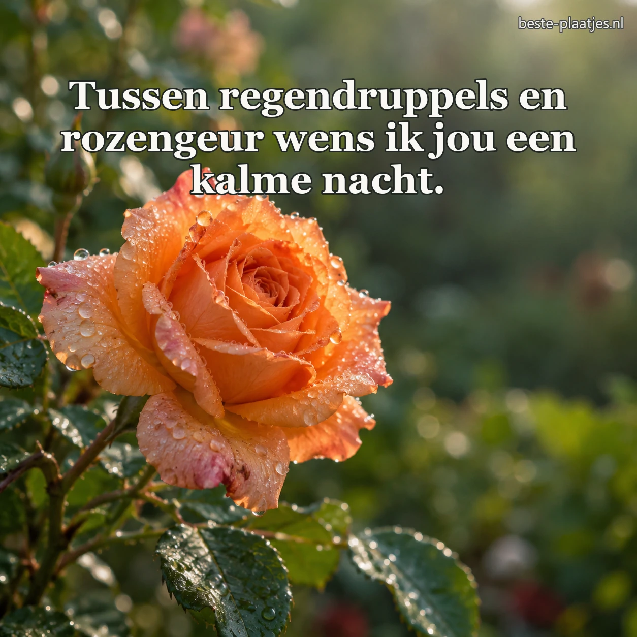 Een oranje tuinroos met regendruppels bloeit tussen bladeren.