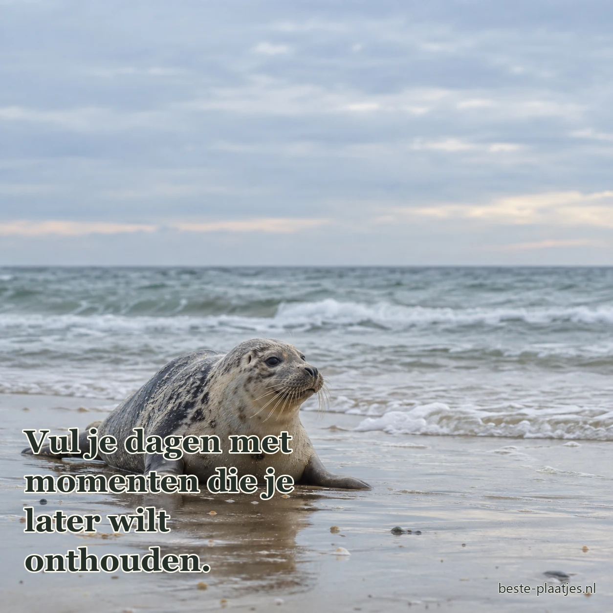 Een jonge zeehond rust op nat zand aan een rustige kust.